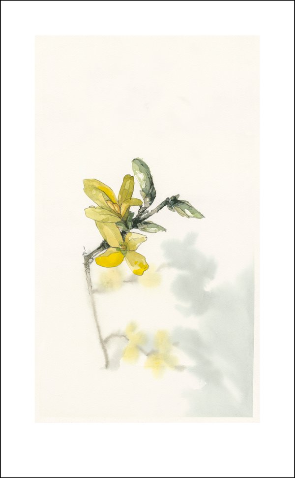 Kunstdruck, Fineartprint, Blüte, Blume